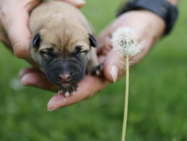 chinook puppy